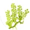 algae