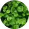 centella